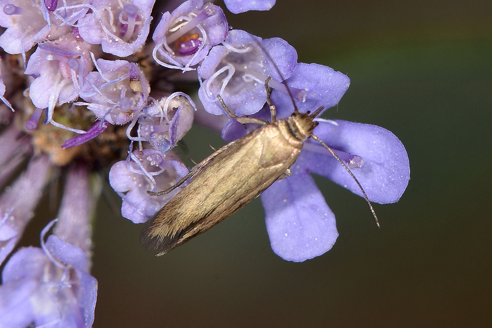 Scythris sp.